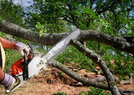 Reliable Okeechobee, FL Tree Removal and Landscaping Services Solutions